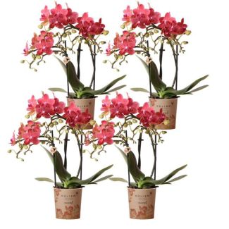 4 Pieces Butterfly Orchids Congo