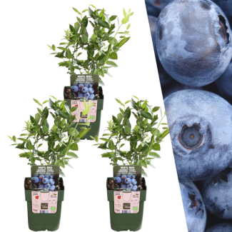 3 Pieces Blueberry 100% Organic