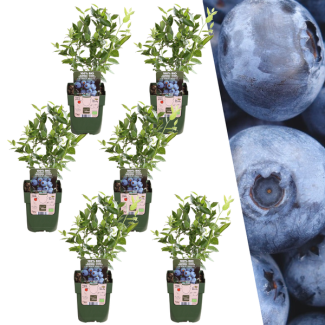 6 Pieces Blueberry 100% Organic