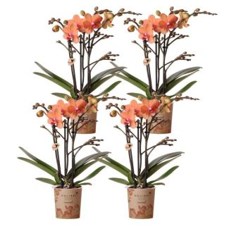 4 Pieces Butterfly Orchid Bolzano