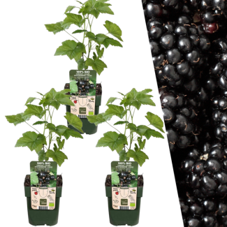 3 Pieces Blackberry 100% Organic