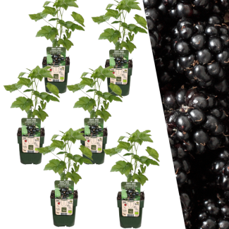 6 Pieces Blackberry 100% Organic