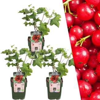 3 Pieces Red Currant 100% Organic