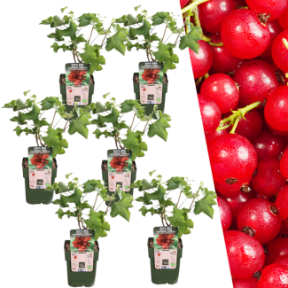 6 Pieces Redcurrant 100% Organic