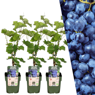 3 Pieces Blue Grape 100% Organic