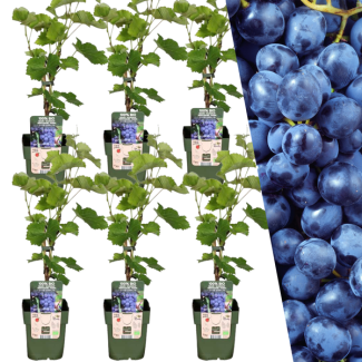 6 Pieces Blue Grape 100% Organic