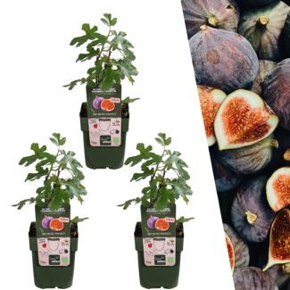3 Pieces Fig Tree 100% Organic