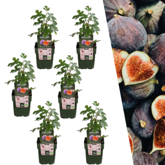 6 Pieces Fig Tree 100% Organic