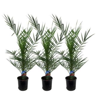 3 Pieces of Canary Date Palms