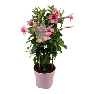 A Mandevilla in Tower, Trumpet-Shaped Pink Flowers, Annual Patio Plant, Mandevilla Sundaville Flamingo Pink in Tower (Dipladenia) - Ø17cm - ↕55cm