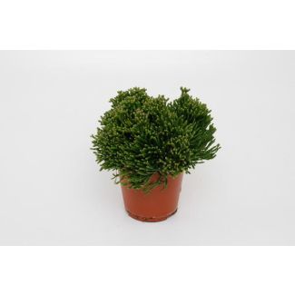 Coral cactus