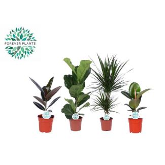 Indoor Plants Green Mix Lopez, 4 pieces