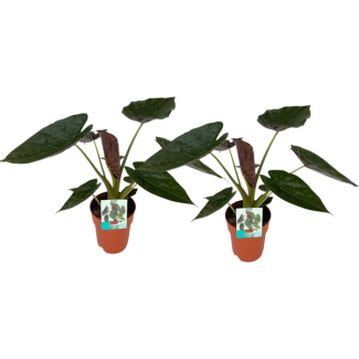 2 pieces, Elephant Ear, Alocasia Wentii, Tropical appearance, Unique leaf, Ø19cm - ↕85cm