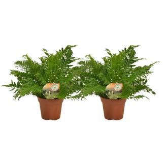 The Silver Fern, Blechnum Silver Lady 2 pieces – Ø17 cm – ↕50 cm