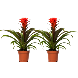 2 pieces Guzmania Hope Bromeliad - Red - - Ø12cm - ↕40cm