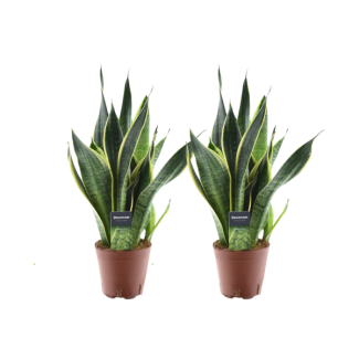 2 pieces Snake Plant, Sansevieria Futura Superba - Ø14cm - ↕45cm