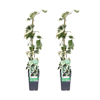 Variegated Caucasian Ivy - 2 pieces (Hedera colchica Dentata Variegata) - Ø15cm - ↕65cm