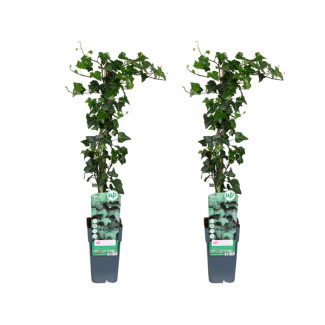 Ivy - 2 pieces - Ø15cm - ↕65cm