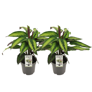 2 x Royal Calathea (Majestica Princeps) - Ø14cm - ↕45cm