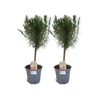 2 Pieces Rosemary on Stem