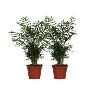 Mexican Dwarf Palm, 2 Pieces, Houseplant, Palm, Chamaedorea Elegans - 2 pieces - Ø17cm - ↕55cm