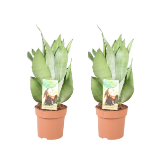 Mother-in-law's tongue, Silver Leaf, Sansevieria Moonshine - 2 pieces - Ø14cm - ↕40cm