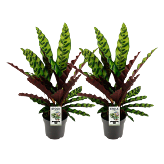 2 x Lance-shaped Calathea with slender, elongated leaves featuring striking green and cream-colored stripes - Ø14cm - ↕45cm