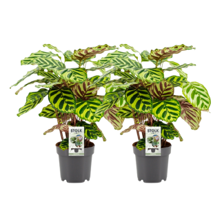 two pieces Peacock Plant (Calathea) Makoyana - Ø14cm - ↕45cm
