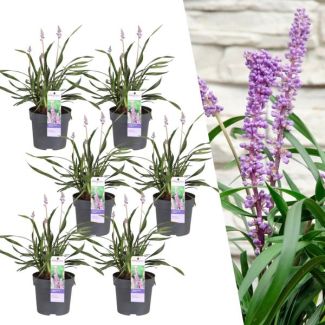 Evergreen lily grass (set of 3 or 6 pieces)