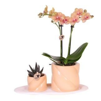 Butterfly orchid + Succulent in Candy decorative pot orange on tray