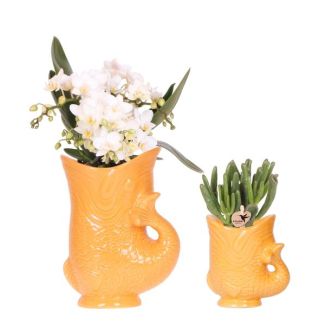 Butterfly Orchid Nazaré + succulent in orange decorative pot