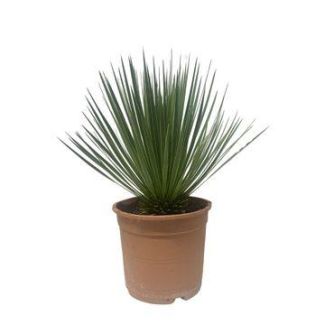 Yucca outdoor plant - Low-maintenance garden plant