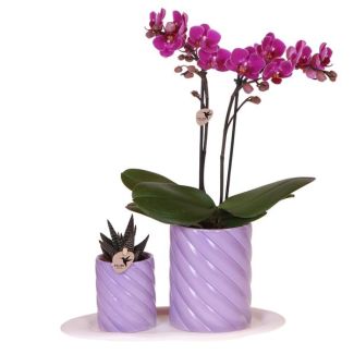 Butterfly Orchid Morelia + Succulent in Candy Decorative Pot Lilac on Tray