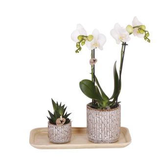 Butterfly Orchid Amabilis + Green Plant in Jaguar Decorative Pot on Tray