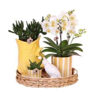 Butterfly Orchid Lausanne + succulents in Decorative Pot on Tray