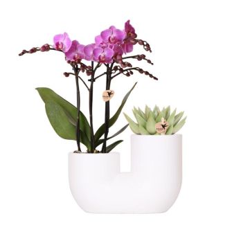 Butterfly Orchid Vienna + Succulent in White Decorative Pot