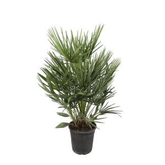 European dwarf palm