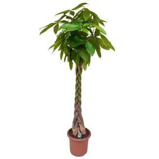 Money Tree