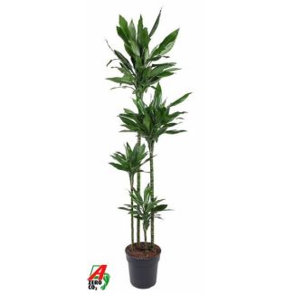The Dragon Tree, Dracaena Janet Lind XXL, Ø27cm - ↕180cm