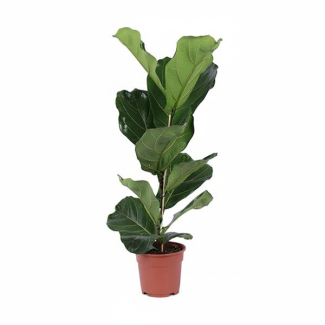 The Fiddle Leaf Fig, Ficus lyrata Shrub, Ø17cm - ↕80cm, Green Houseplant