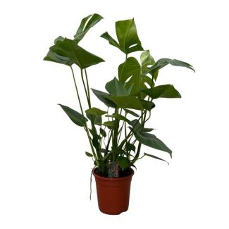 Monstera (Swiss cheese plant) - 70cm high hole plant for indoors