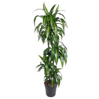The Dragon Tree, Dracaena Hawaiian Sunshine, Green Houseplant, Ø27cm - ↕150cm