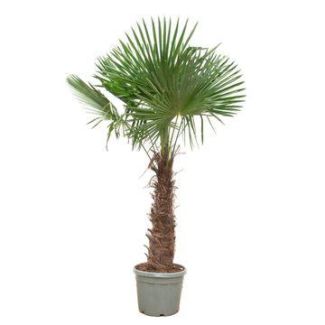 Chinese Fan Palm
