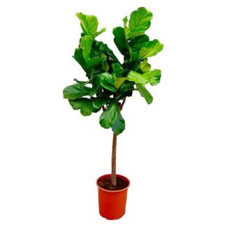 Ficus Lyrata 160 cm - Indoor tree with violin-shaped leaves
