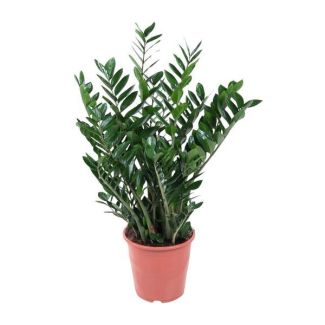 ZZ plant | Zamioculcas | Zamia - 80-90 cm - Ø21-24 cm