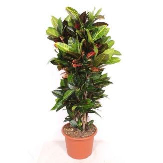 Codiaeum Petra - 180cm height - Colorful croton for indoors