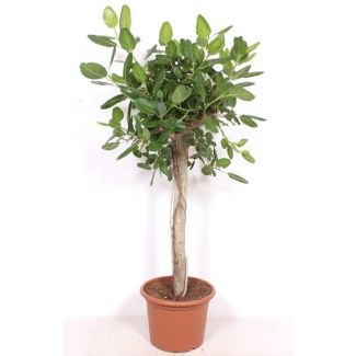 Ficus Benghalensis - large and luxurious houseplant of 2 meters