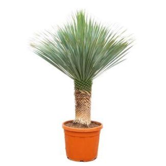 Sturdy Yucca Rostrata 140–160cm – Eye-catcher for Living Room, Hall & Office