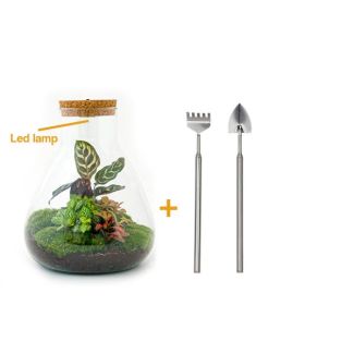 DIY Plant Terrarium with Light - Sam Calathea - Ø 24.5 cm ↑ 30 cm - Rake + Shovel