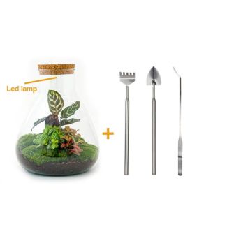 DIY Plant Terrarium with Light - Sam Calathea - Ø 24.5 cm ↑ 30 cm - Rake + Shovel + Tweezers